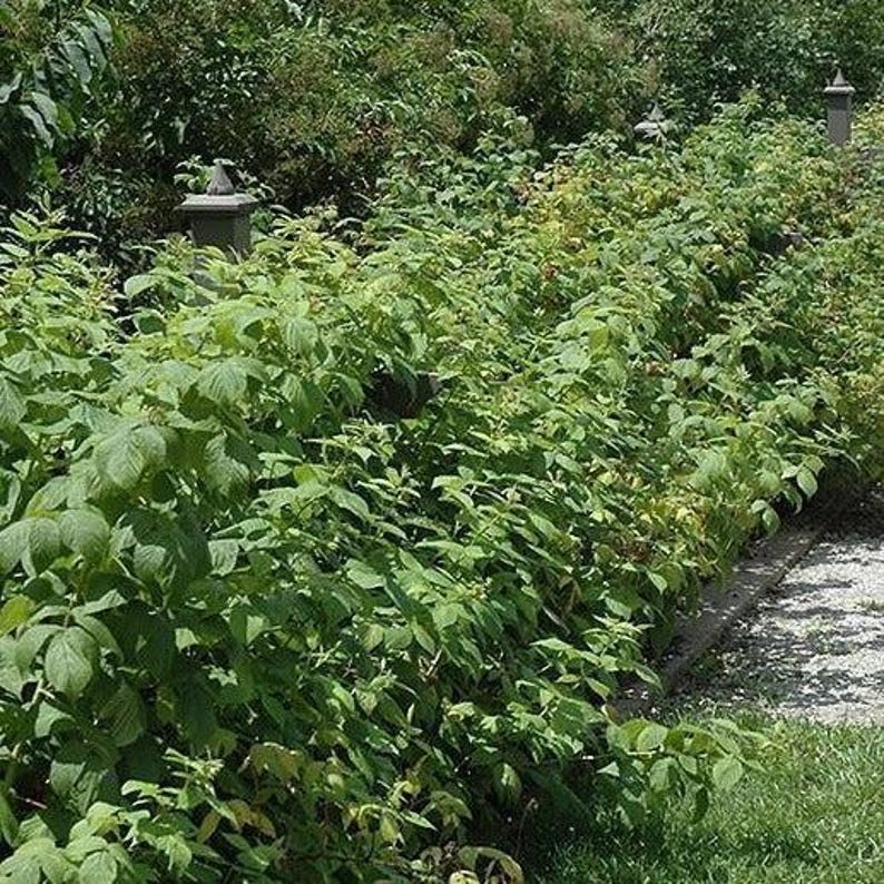 May include: A lush, green raspberry patch with dense foliage. The image shows rows of raspberry bushes with vibrant green leaves, suggesting a healthy and productive garden. The plants are well-maintained, with a pathway visible.