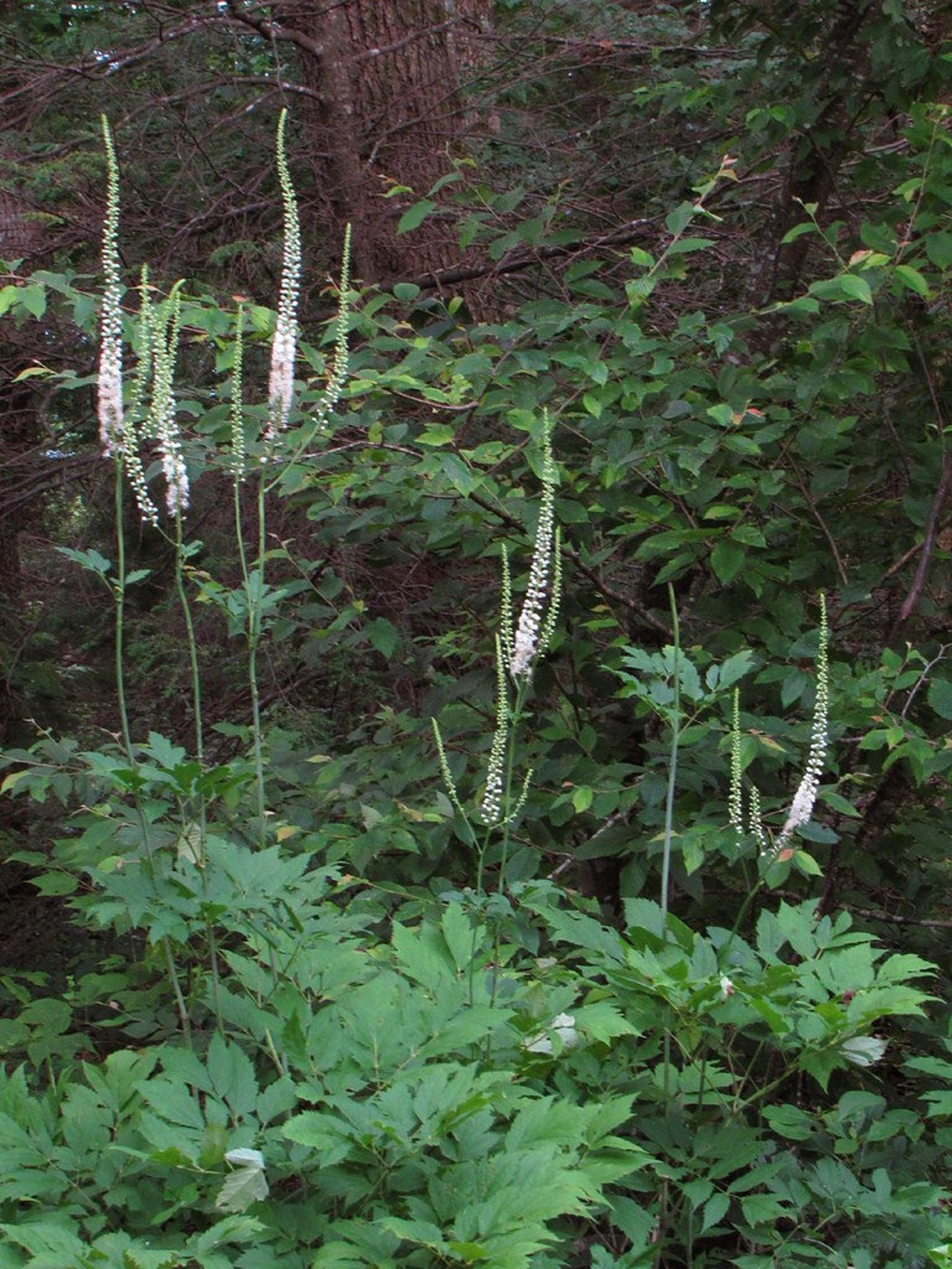 30 Black Cohosh Plants Bare Roots Actaea Racemosa Organic Root Etsy