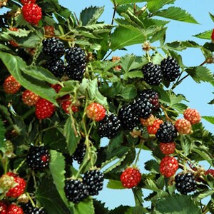 Puede incluir: Primer plano de un arbusto de moras con hojas verdes y un cielo azul de fondo. La imagen muestra racimos de moras negras maduras, junto con bayas rojas y naranjas sin madurar. Las bayas se encuentran en varias etapas de madurez.