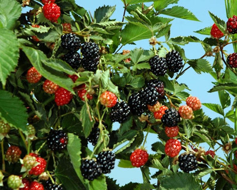 Puede incluir: Primer plano de un arbusto de moras con hojas verdes y un cielo azul de fondo. La imagen muestra racimos de moras negras maduras, junto con bayas rojas y naranjas sin madurar. Las bayas se encuentran en varias etapas de madurez.