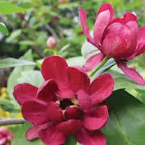May include: Close-up of two deep red flowers with multiple petals, set against a backdrop of green leaves and foliage. The flowers are in full bloom, showcasing their rich color and intricate details. The image captures the beauty of nature.