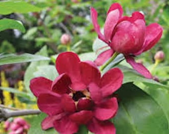 1 All Spice Caroline Plant Live Potted Sweet Shrub 12-24in (Quart Pot) Calycanthus floridus Starter Plant