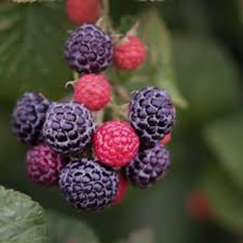 K&ouml;nnte beinhalten: Eine Traube reifer Himbeeren, einige sind rot und einige sind tiefviolett. Die Himbeeren wachsen an einem Zweig mit gr&uuml;nen Bl&auml;ttern.