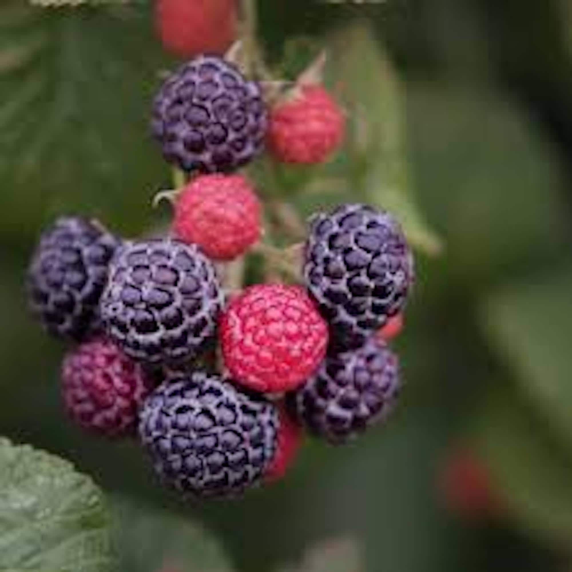 3 Cumberland Black Raspberry Plants Rubus occidentalis 2 yr Old Fruit Plant