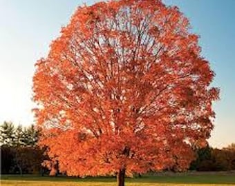 1 Sugar Maple Tree Tall Acer saccharum Hard Maple Bare Root