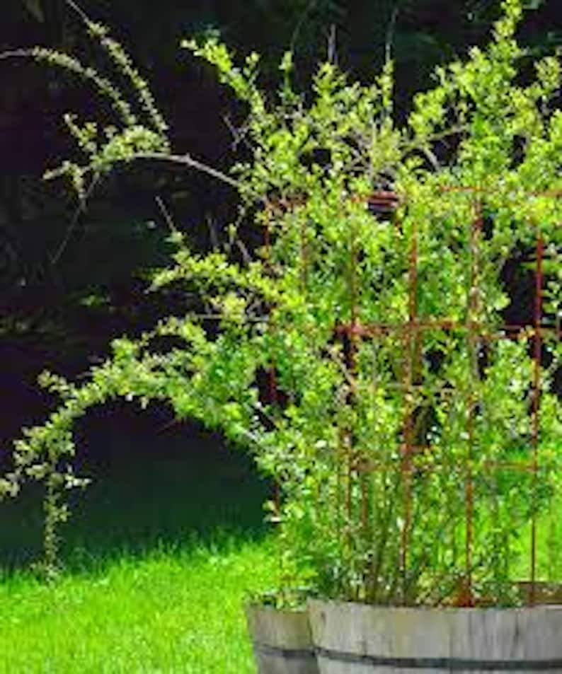 1 Goji Berry Plant Lycium Barbarum Fruit Starter Plant - Etsy