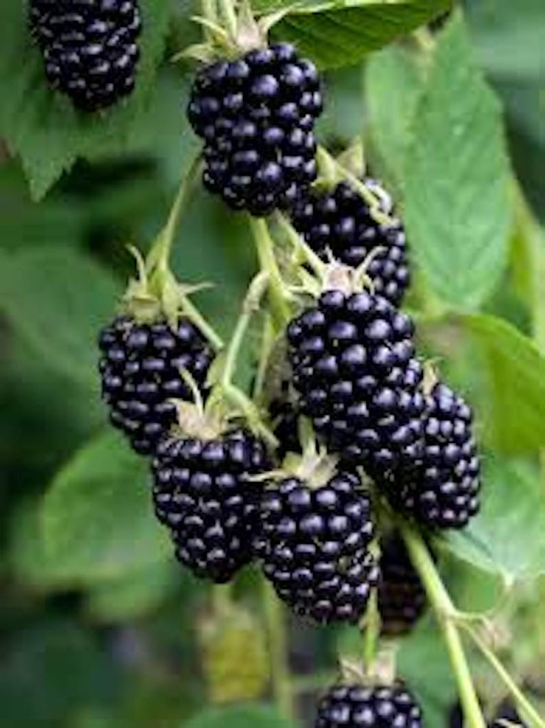 K&ouml;nnte beinhalten: Nahaufnahme von reifen Brombeeren an einem gr&uuml;nen Zweig. Die Brombeeren sind tiefviolett und haben eine leicht unebene Textur. Die Bl&auml;tter sind leuchtend gr&uuml;n und bilden einen Kontrast.