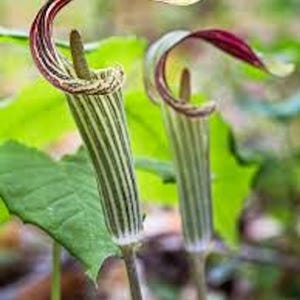 5 Jack In The Pulpit Plant Arisaema Triphyllum Indian Turnip Bare Root Native Wildflower Planting Stock
