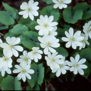 May include: A cluster of white woodland wildflowers with delicate petals and yellow centers. The flowers are blooming in a lush green forest setting.