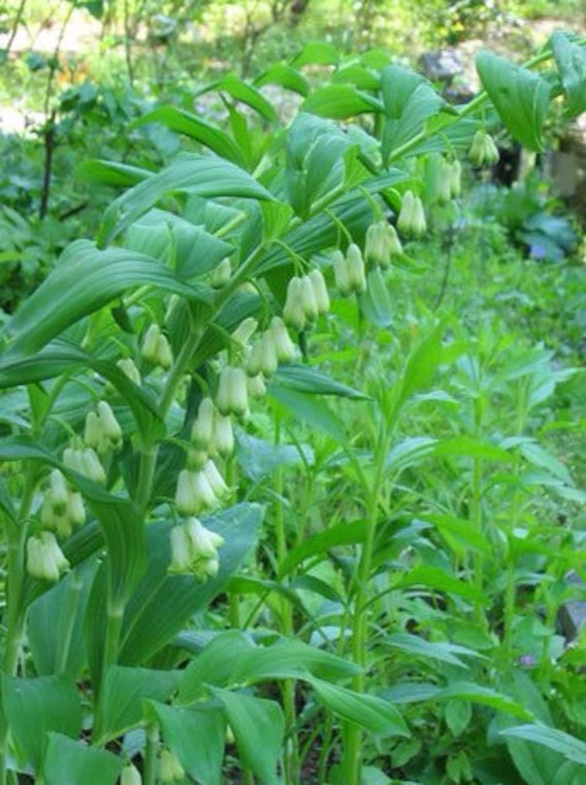 20 Solomons Seal Plant Bare Root Polygonatum Biflorum Organic Etsy