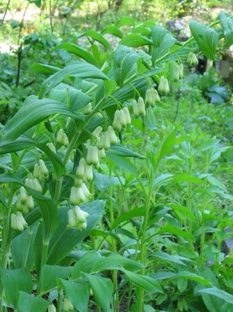 CaneCreekMeadows Solomon's Seal Plant - Thumbnail 2