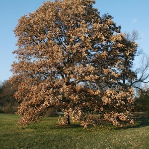 5 Swamp White Oak Tree 12-24" Quercus Bicolor Bare Root Starter Plant ...