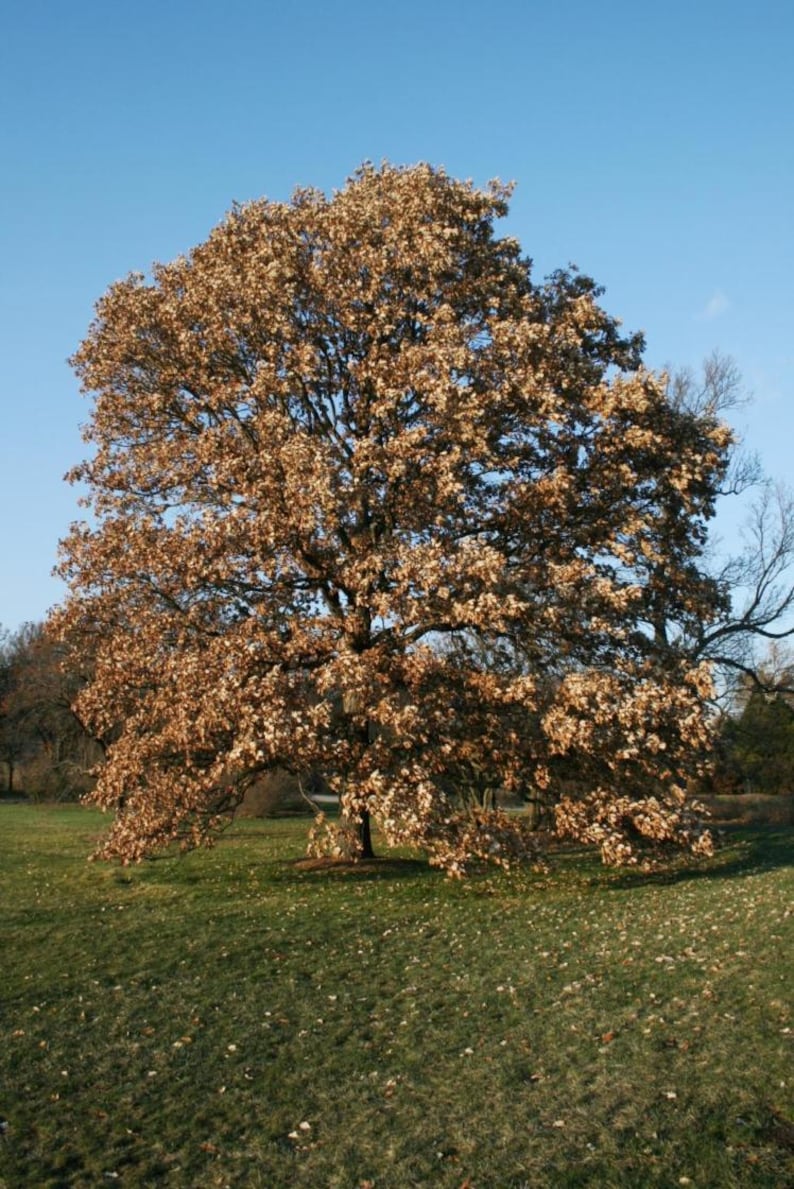 5 Swamp White Oak Tree 12-24" Quercus Bicolor Bare Root Starter Plant ...