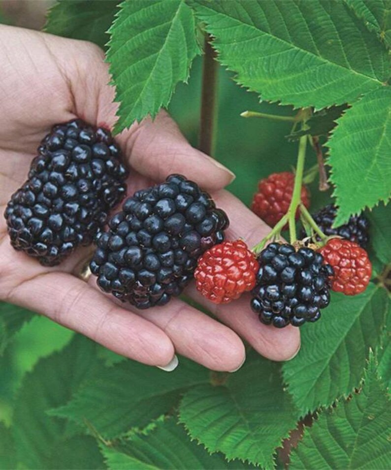 May include: Close-up of fresh blackberries and raspberries held in a hand, with green leaves in the background. The ripe blackberries are dark purple, and the raspberries are bright red. The image highlights the natural colors and textures of the berries.