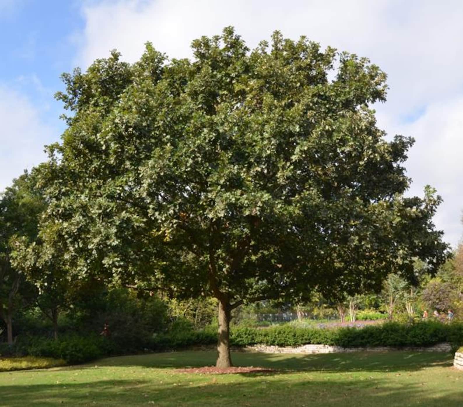 3 Bur Oak Tree 12-24" Quercus Macrocarpa Bare Root Starter Plant - Etsy