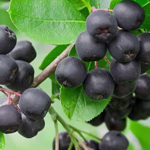 May include: Close-up of aronia berries, also known as chokeberries, on a branch. The berries are a deep, dark purple color and clustered together. Green leaves provide a contrasting backdrop to the berries. The image highlights the natural beauty of the fruit.