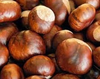 5 Dunstan American Chestnut Tree Seeds Hybrid American Chinese Cold Stratified Blight Resistant Sweet Chestnut