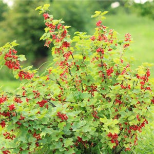Peut inclure: Gros plan sur un buisson de groseilles rouges, avec des grappes abondantes de baies rouges m&ucirc;res. Le buisson pr&eacute;sente des feuilles vertes et se d&eacute;tache sur un fond vert flou, typique d'un jardin. Les baies sont au centre de l'image.