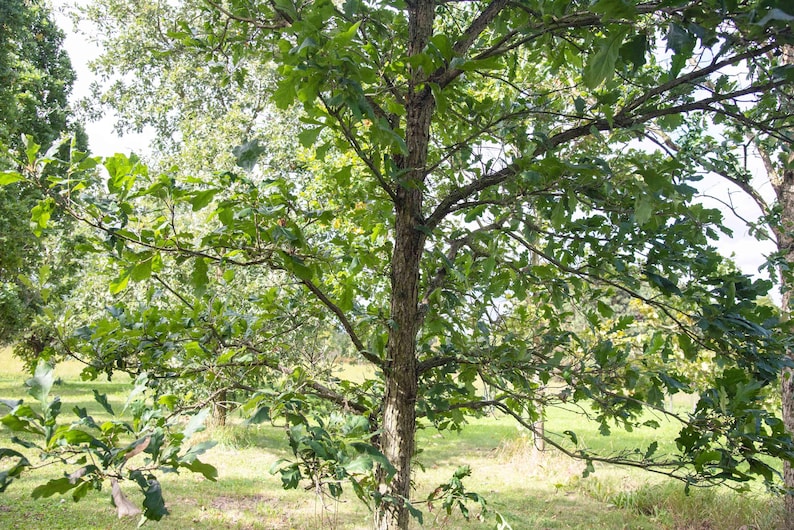 5 Swamp White Oak Tree 12-24" Quercus Bicolor Bare Root Starter Plant ...