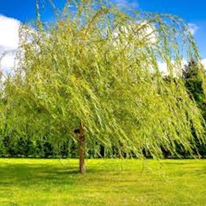 May include: A vibrant image of a weeping willow tree with cascading green foliage. The tree's trunk is brown, set against a backdrop of a bright blue sky with some clouds and a green lawn.