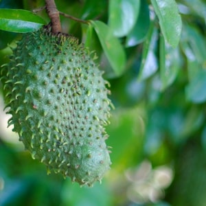 May include: A close-up of a green soursop fruit hanging from a tree branch. The fruit is oval-shaped with a bumpy texture and small, soft spines. The background is blurred, showing green leaves.