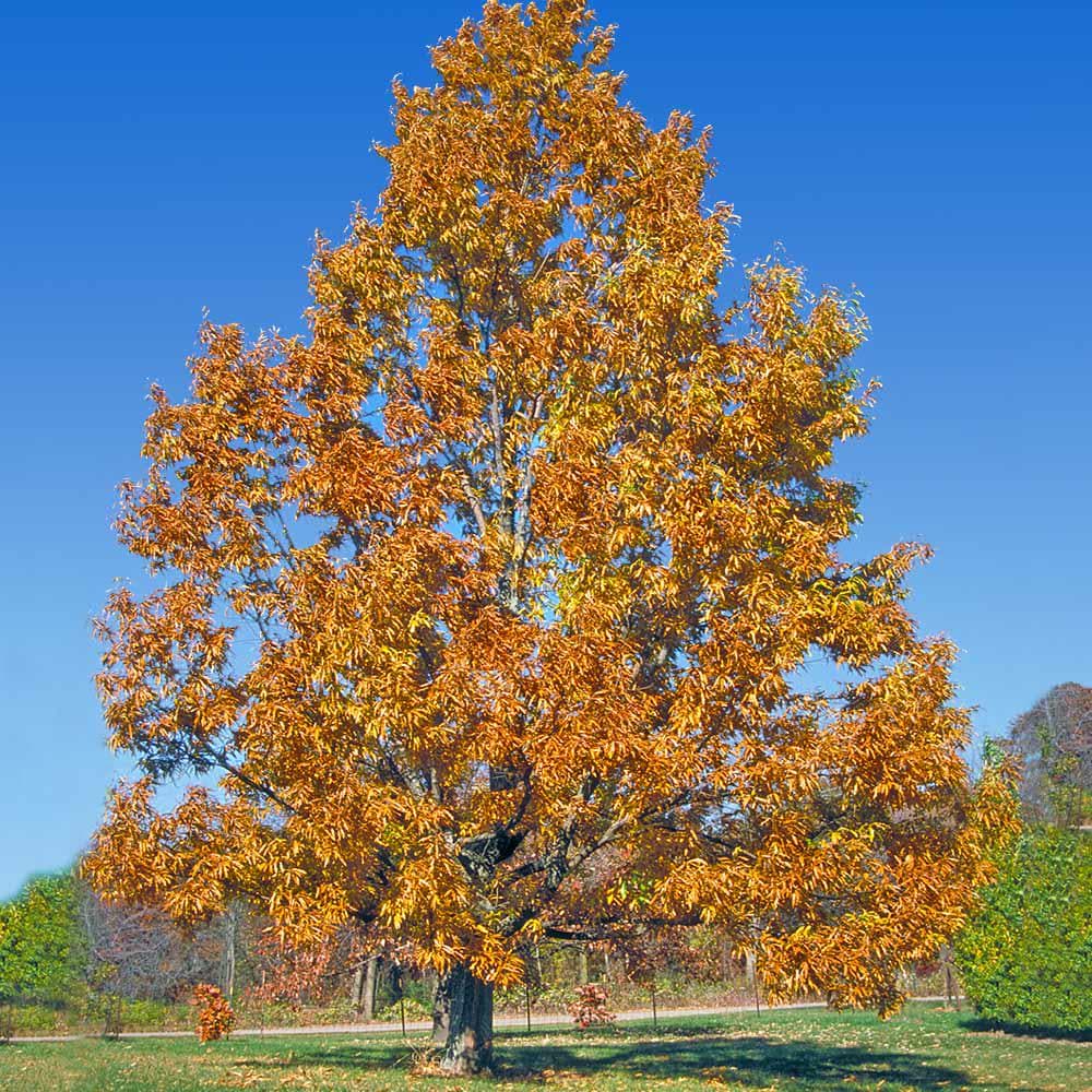 1 Sawtooth Oak Tree 12-24" Quercus Acutissima Bare Root Starter Plant ...