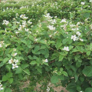 Puede incluir: Primer plano de un arbusto de zarzamoras en flor, con hojas verdes vibrantes y peque&ntilde;as flores blancas. La imagen captura la belleza natural de la planta, con m&uacute;ltiples flores y follaje exuberante. El arbusto est&aacute; en un campo.