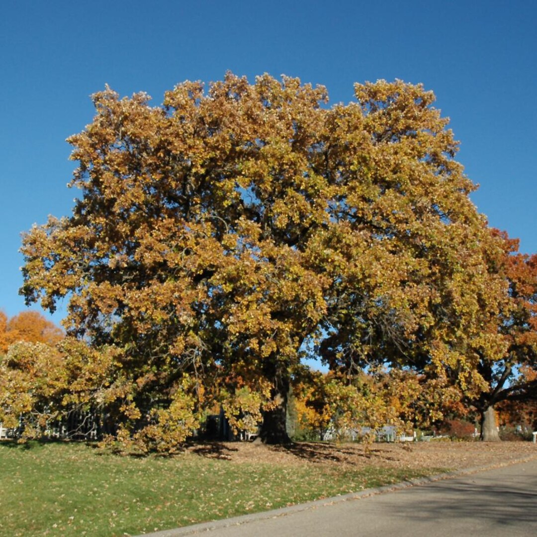 3 Bur Oak Tree 12-24" Quercus Macrocarpa Bare Root Starter Plant - Etsy