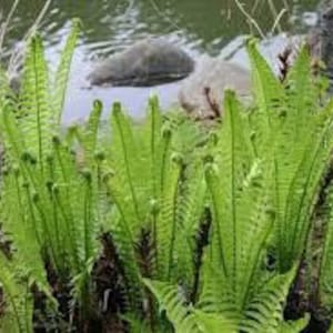 5 Ostrich Fern Bare Root Fiddlehead Matteuccia Struthiopteris Perennial Wildflower Transplant image 10