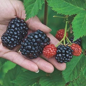 May include: Close-up of ripe blackberries and red raspberries held in a hand, with green leaves in the background. The blackberries are a deep, dark purple, and the raspberries are a bright red. The image highlights the fresh, natural produce.
