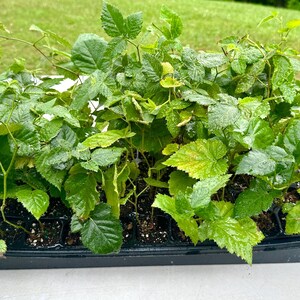 K&ouml;nnte beinhalten: Eine schwarze Schale voller junger, gr&uuml;ner Pflanzen mit leuchtenden Bl&auml;ttern. Die Pflanzen sind dicht in einzelnen Zellen angeordnet. Einige Bl&auml;tter weisen gelbliche Farbt&ouml;ne auf. Der Hintergrund ist ein verschwommener gr&uuml;ner Rasen.