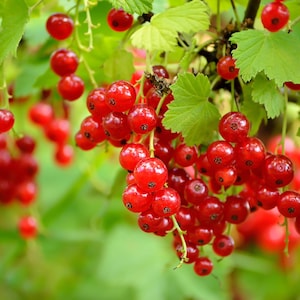May include: Close-up of red currant berries hanging from a green leafy branch. The berries are small, round, and clustered together, with a vibrant red color. The leaves are a bright green, creating a natural, fresh scene.