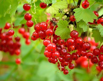 May include: Close-up of red currant berries hanging from a green leafy branch. The berries are small, round, and clustered together, with a vibrant red color. The leaves are a bright green, creating a natural, fresh look.