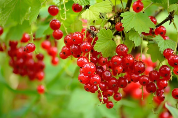 1 Red Currant Shrub Starter Plant Ribes rubrum 6-12" Tall
