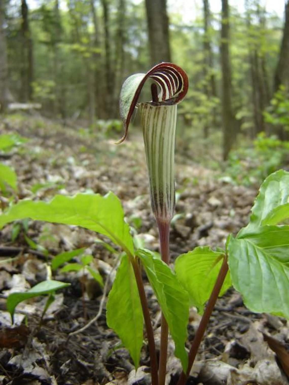 10 Jack In The Pulpit Plants Bare Roots Organic Arisaema Etsy