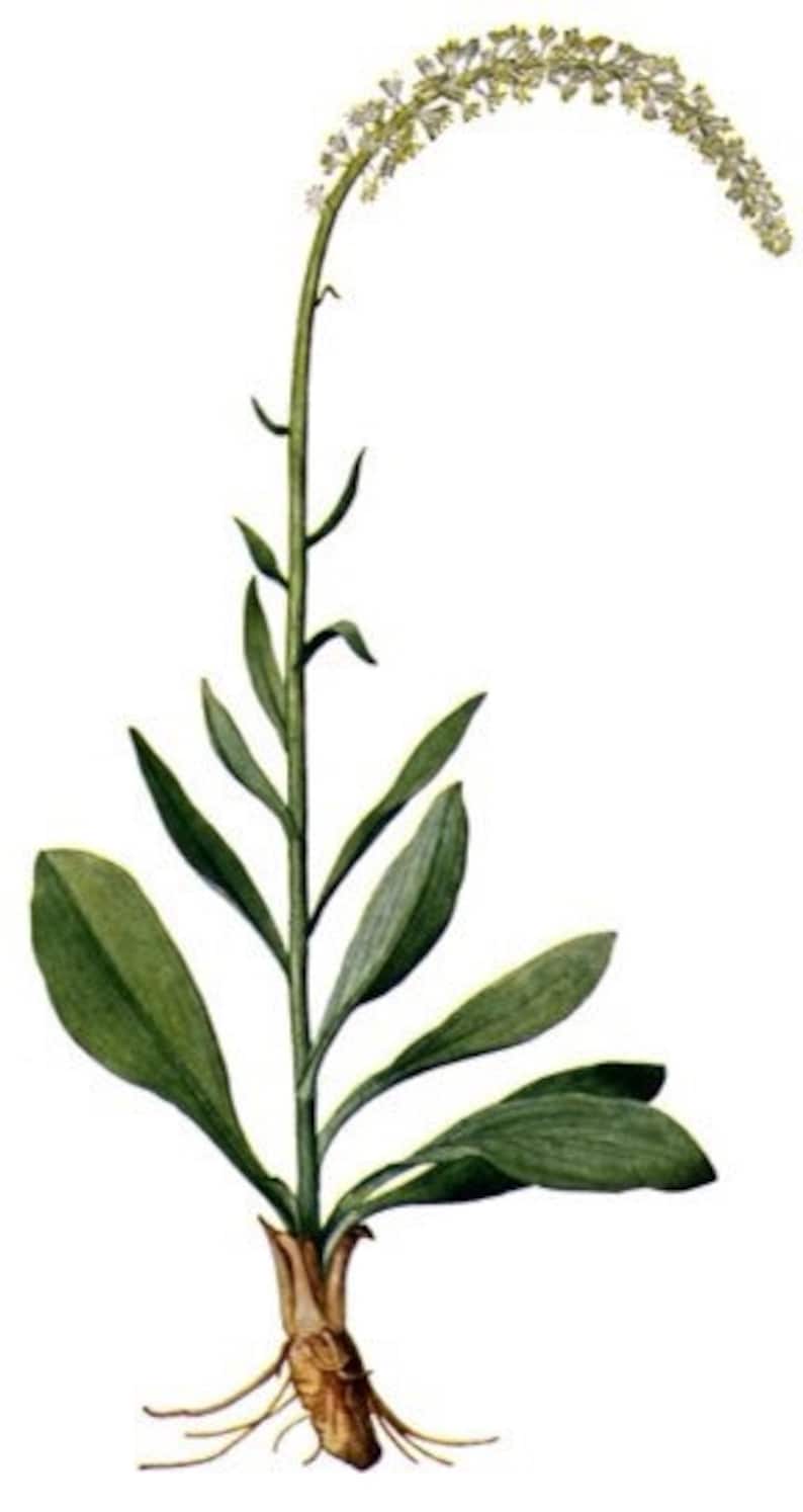 Puede incluir: Una ilustraci&oacute;n bot&aacute;nica de una planta con flores blancas, hojas verdes y un sistema de ra&iacute;ces marr&oacute;n.