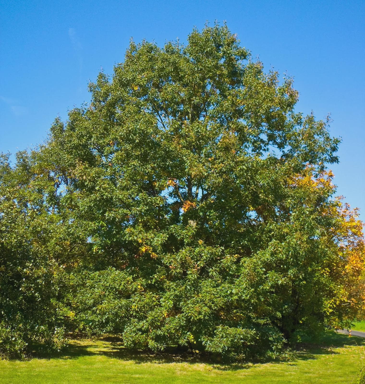 5 Chestnut Oak Tree 12-24" Quercus Montana Bare Root Starter Plant - Etsy
