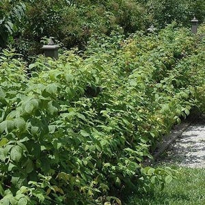 May include: A lush, green raspberry patch with dense foliage. The image shows rows of raspberry bushes with vibrant green leaves, suggesting a healthy and productive garden. The plants are well-maintained, with a pathway visible.