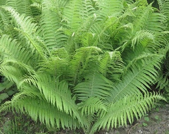 10 Lady Ferns Bare Root Athyrium Filix-Femina Woodland Perennial Plant Wildflower