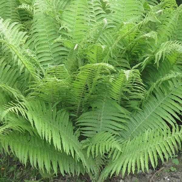 3 Lady Ferns Bare Root Athyrium Filix-Femina Woodland Perennial Plant Wildflower