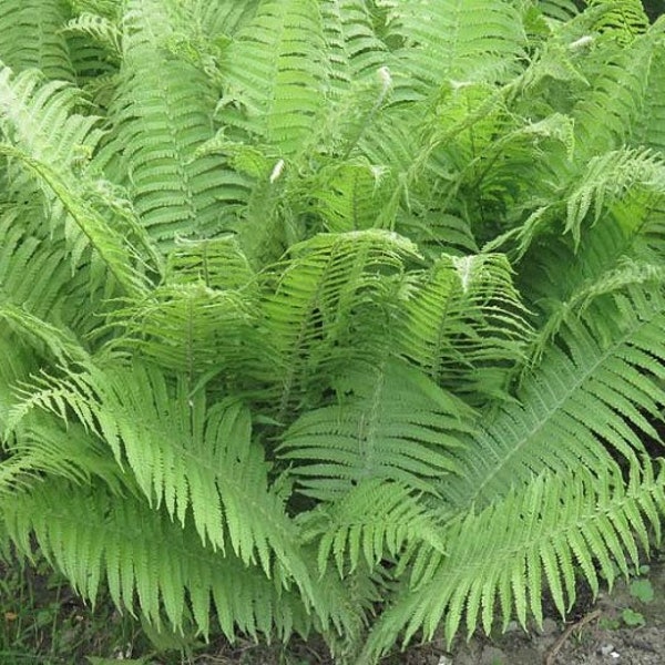 10 Lady Ferns Bare Root Athyrium Filix-Femina Woodland Perennial Plant Wildflower