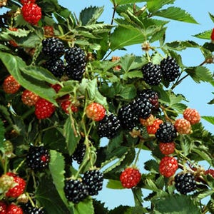Puede incluir: Primer plano de un arbusto de moras con hojas verdes y un cielo azul de fondo. La imagen muestra racimos de moras negras maduras, junto con bayas rojas y naranjas sin madurar. Las bayas se encuentran en varias etapas de madurez.