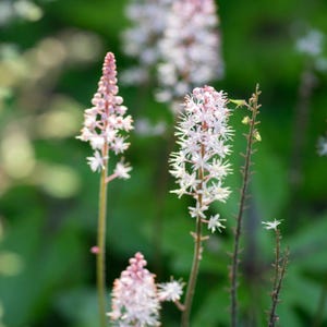 10 Foam Flower Bare Root Tiarella cordifolia bild 2
