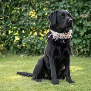 Dog collar made of dried flowers / flower collar for dogs / accessories for dog weddings / flowers for collars / bridal jewelry for the dog