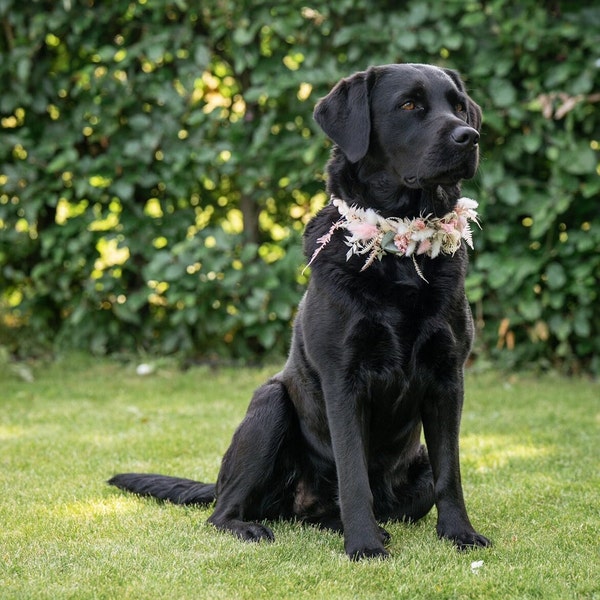 Hundehalsband aus Trockenblüten / Blumenhalsband für Hunde / Accessoires für Hundehochzeit / Blumen für Kragen / Brautschmuck für den Hund