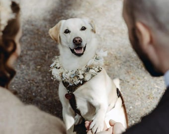 Hand-tied dog collar with dried flowers – floral decoration for a dog wedding – bridal accessory for animals – dog garland – durable flower collar