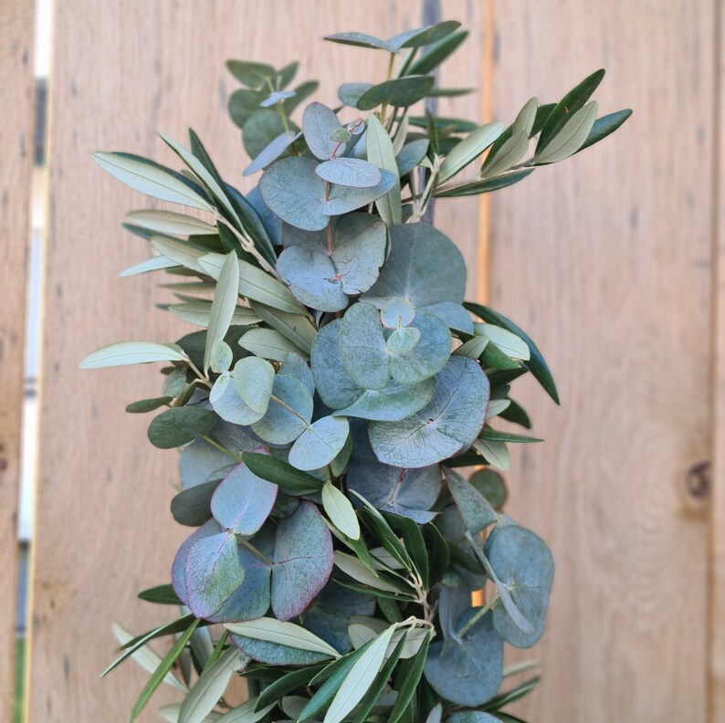 frische Tischgirlande, Brautgirlande, Autoschmuck Girlande grün, Autogirlande, Blumenschmuck für Tisch Eukalyptus und Olive, gebundene Hochzeitgirlande, Girlande Traubogen, frisch gebundene Girlande, Tischgesteck Hochzeit, Girlande freie Trauung