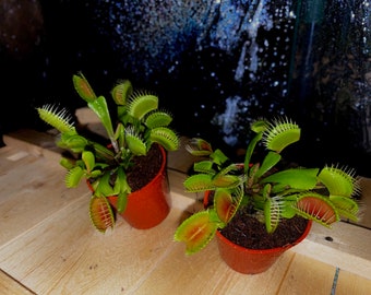Venus Fly Traps - Locally Grown In Family Nursery - 100% Health Guarantee