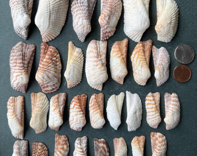 Rare Natural Sea Shells Turkey Wings 30 Pcs. Shells Collection - Crafts ...