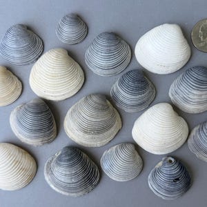 Könnte beinhalten: Eine Ansammlung von Muscheln in verschiedenen Größen und Weiß- und Grautönen, angeordnet auf einer grauen Oberfläche. Eine 25-Cent-Münze und ein Cent-Stück sind zum Größenvergleich enthalten. Die Muscheln haben eine gerippte Textur.
